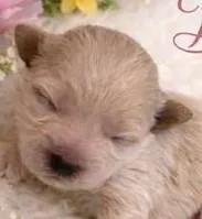 BELLA, a female Maltipoo for sale in Fayetteville, AR – Photo 1 of 5