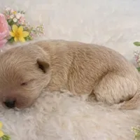 BELLA ON HOLD, a female Maltipoo for sale in Fayetteville, AR – Photo 5 of 5