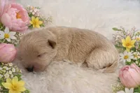 BELLA, a female Maltipoo for sale in Fayetteville, AR – Photo 5 of 5