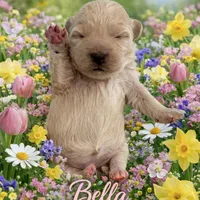 BELLA ON HOLD, a female Maltipoo for sale in Fayetteville, AR – Photo 3 of 5