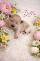 BELLA, a female Maltipoo for sale in Fayetteville, AR – Photo 2 of 5