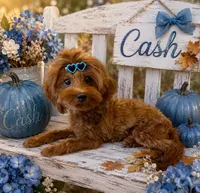 CASH SMALL MINI, a male Maltipoo for sale in Fayetteville, AR – 5 of 5