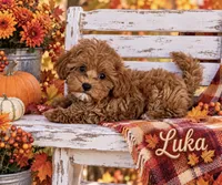 LUKA, a male Maltipoo for sale in Fayetteville, AR – 4 of 5