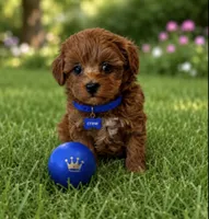 CREW, a male Maltipoo for sale in Fayetteville, AR – 3 of 5