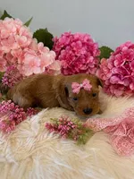 LUCY, a female Maltipoo for sale in Fayetteville, AR – 4 of 5