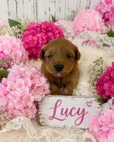 LUCY, a female Maltipoo for sale in Fayetteville, AR – 3 of 5
