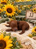 J J , a male Maltipoo for sale in Fayetteville, AR – 2 of 5