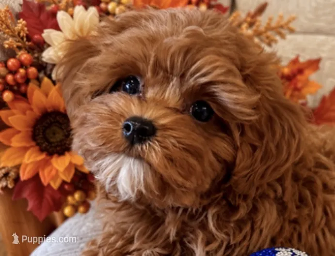 LUKA – Maltipoo puppy for sale in Fayetteville, AR