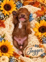 JAGGER, a male Maltipoo for sale in Fayetteville, AR – 2 of 5