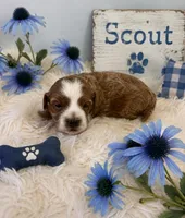 SCOTT, a male Maltipoo for sale in Fayetteville, AR – 4 of 4