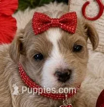 SOPHIE – Maltipoo puppy for sale in Fayetteville, AR