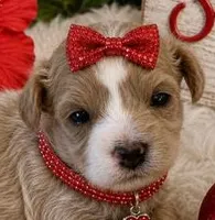 SOPHIE, a female Maltipoo for sale in Fayetteville, AR – 1 of 5