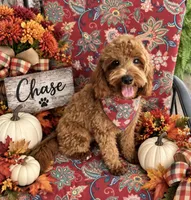 Chase , a male Maltipoo for sale in Fayetteville, AR – 4 of 5
