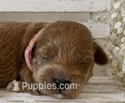 MILLIE – Maltipoo puppy for sale in Fayetteville, AR