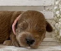 MILLIE, a female Maltipoo for sale in Fayetteville, AR – 1 of 5