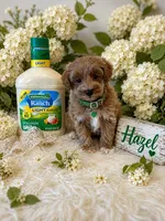 HAZEL, a female Maltipoo for sale in Fayetteville, AR – 4 of 5