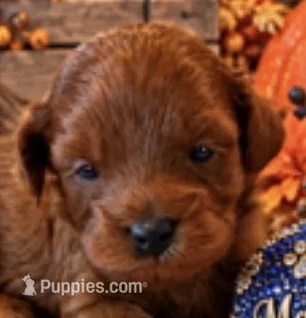 Maverick  – Maltipoo puppy for sale in Fayetteville, AR