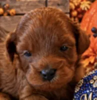 Maverick , a male Maltipoo for sale in Fayetteville, AR – 1 of 5