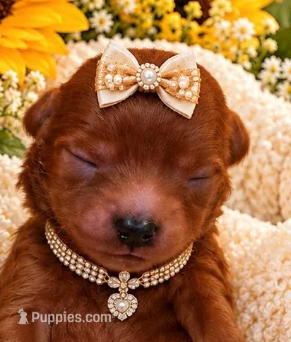 JOSIE – Maltipoo puppy for sale in Fayetteville, AR