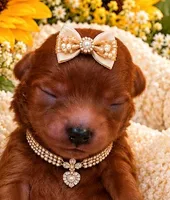 JOSIE, a female Maltipoo for sale in Fayetteville, AR – 1 of 5