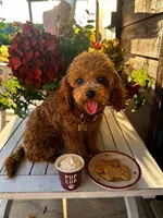 AVERY - SALE, a female Maltipoo for sale in Fayetteville, AR – 2 of 5