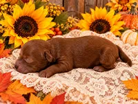 JOSIE, a female Maltipoo for sale in Fayetteville, AR – 3 of 5