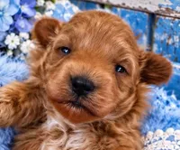 MARLEE, a female Maltipoo for sale in Fayetteville, AR – 1 of 5