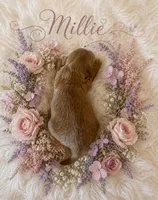 MILLIE, a female Maltipoo for sale in Fayetteville, AR – 5 of 5