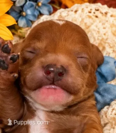 JAGGER – Maltipoo puppy for sale in Fayetteville, AR
