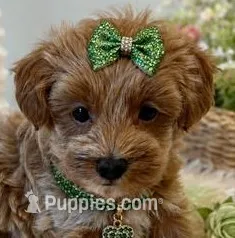 HAZEL – Maltipoo puppy for sale in Fayetteville, AR