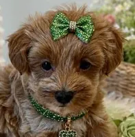 HAZEL, a female Maltipoo for sale in Fayetteville, AR – 1 of 5
