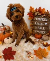CASH SMALL MINI, a male Maltipoo for sale in Fayetteville, AR – 2 of 5