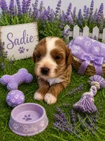 SADIE, a female Maltipoo for sale in Fayetteville, AR – 2 of 5