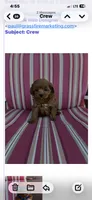 CREW, a male Maltipoo for sale in Fayetteville, AR – 5 of 5