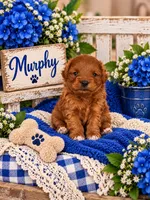 MURPHY, a male Maltipoo for sale in Fayetteville, AR – 2 of 5