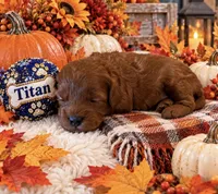 TITAN, a male Maltipoo for sale in Fayetteville, AR – 5 of 6