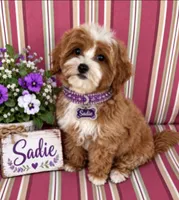 SADIE, a female Maltipoo for sale in Fayetteville, AR – 3 of 6