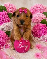 LUCY, a female Maltipoo for sale in Fayetteville, AR – 2 of 5