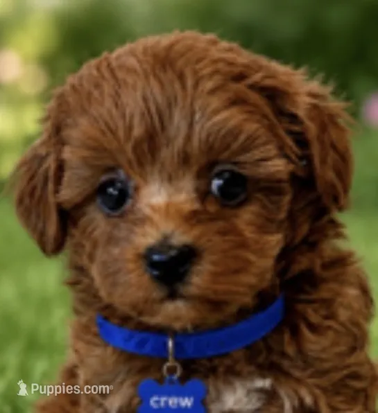 CREW, a male Maltipoo for sale in Fayetteville, AR – 1 of 5