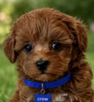 CREW, a male Maltipoo for sale in Fayetteville, AR – 1 of 5