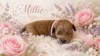 MILLIE, a female Maltipoo for sale in Fayetteville, AR – 3 of 5