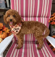 Chase , a male Maltipoo for sale in Fayetteville, AR – 2 of 5