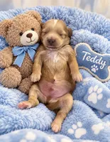TEDDY, a male Maltipoo for sale in Fayetteville, AR – 3 of 4