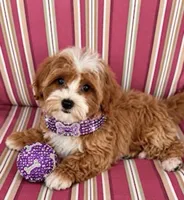 SADIE, a female Maltipoo for sale in Fayetteville, AR – 4 of 6
