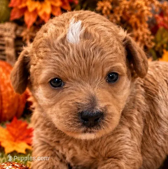 NACHO – Maltipoo puppy for sale in Fayetteville, AR