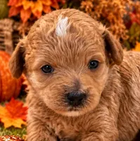 NACHO, a female Maltipoo for sale in Fayetteville, AR – 1 of 5