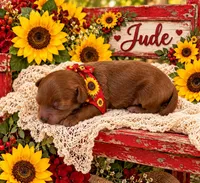 JUDE, a male Maltipoo for sale in Fayetteville, AR – 4 of 5