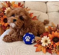 LUKA, a male Maltipoo for sale in Fayetteville, AR – 3 of 5