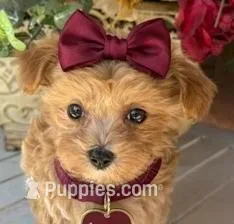 LUNA – Maltipoo puppy for sale in Fayetteville, AR