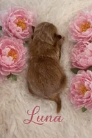 LUNA, a female Maltipoo for sale in Fayetteville, AR – Photo 5 of 5